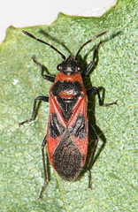 Arocatus roeselii