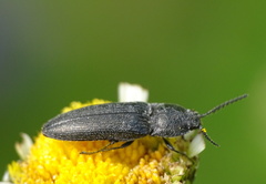 Cidnopus pilosus