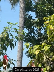 Campephilus guatemalensis