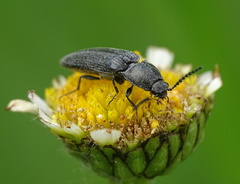 Cidnopus pilosus