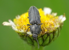 Cidnopus pilosus