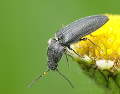Cidnopus pilosus