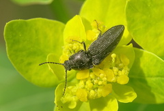 Cidnopus pilosus