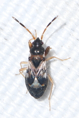 Scolopostethus affinis