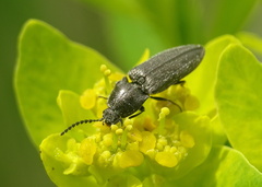 Cidnopus pilosus