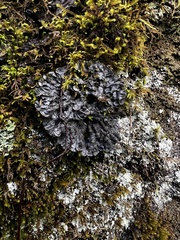 Peltigeraceae