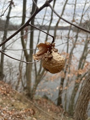 Amphibolips