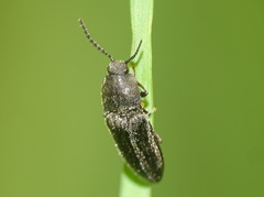 Cidnopus pilosus