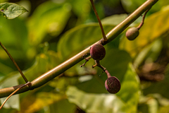 Cissus aralioides