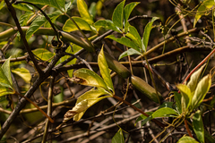 Cissus aralioides