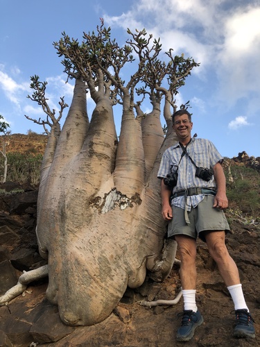 Adenium obesum