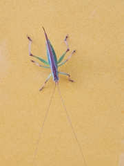 Conocephalomima barameda