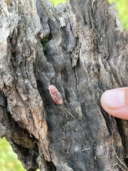 Coelostomidia