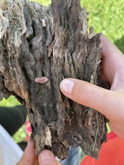Coelostomidia