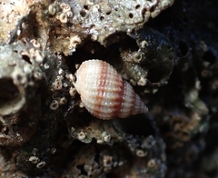 Nassarius perpinguis