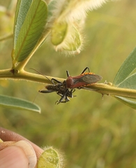 Rhynocoris segmentarius