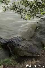 Crocodylus moreletii
