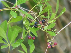 Cissus striata