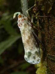 Enchophora sanguinea