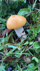 Stropharia ambigua