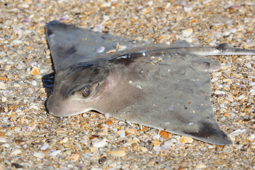 Blue-nosed ray (Myliobatis freminvillei) — Myliobatidae — 2