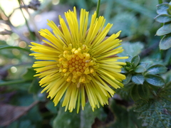 Tussilago farfara