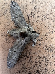 Psilogramma casuarinae