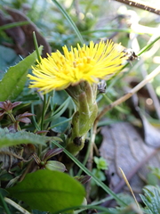 Tussilago farfara
