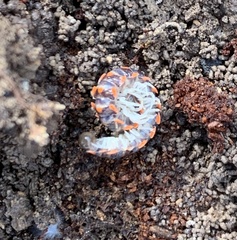 Euryurus carolinensis