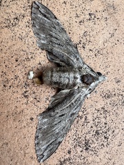 Psilogramma casuarinae