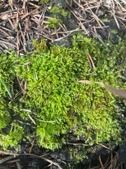 Scleropodium obtusifolium