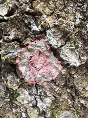 Herpothallon