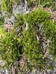 Scleropodium obtusifolium