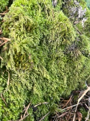 Scleropodium obtusifolium