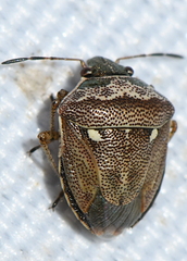 Eysarcoris aeneus