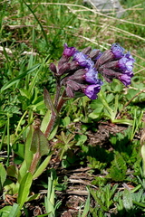 Pulmonaria australis