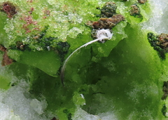 Chlamydomonas nivalis