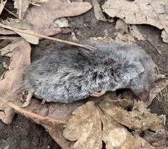 Blarina carolinensis