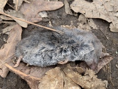 Blarina carolinensis