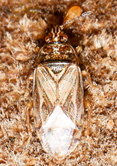 Artheneidae