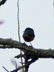 Diglossa baritula