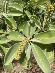 Sapium glandulosum