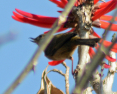 Diglossa baritula