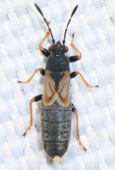 Ischnodemus sabuleti