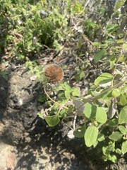 Apeiba tibourbou