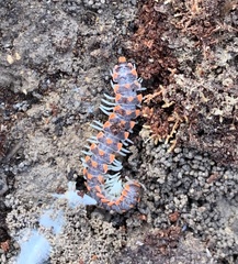 Euryurus carolinensis