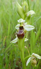 Ophrys umbilicata