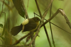Myiobius sulphureipygius