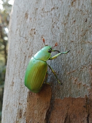 Chrysina psittacina