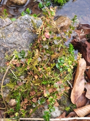 Lysimachia nummularia